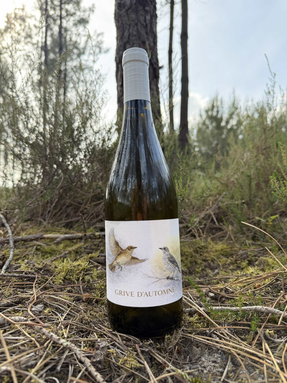 BLANC SEC GRIVE D’AUTOMNE
